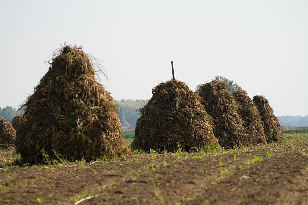 Suchego ziarna podczas zbiorów – zdjęcie