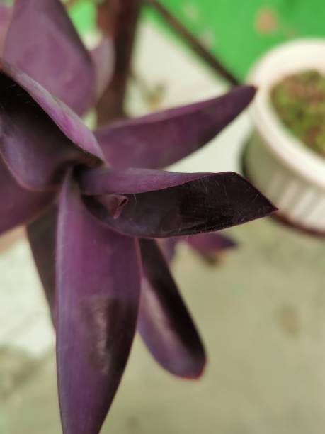 istock Flowers with purple leaves 1356926995