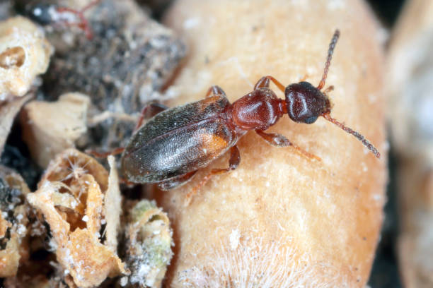 좁은 곡물 딱정벌레 (오모나두스 또는 안티쿠스 포미카리우스)는 가족 안티치대의 딱정벌레 종입니다. 저장된 제품의 해충입니다. - formicarius 뉴스 사진 이미지