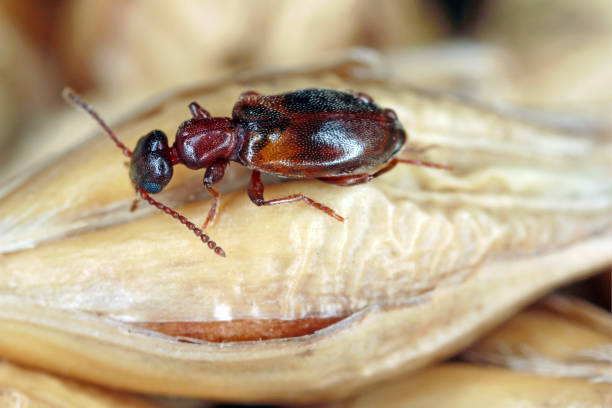 chrząszcz wąskoskokowy (omonadus lub anthicus formicarius) – gatunek chrząszcza z rodziny chrząszczowatych (anthicidae). jest szkodnikiem przechowywanych produktów. - formicarius zdjęcia i obrazy z banku zdjęć