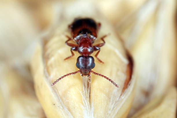 узкополосый жук (omonadus или anthicus formicarius) — вид жуков из семейства anthicidae. является вредителем хранимых продуктов. - formicarius стоковые фото и изображения