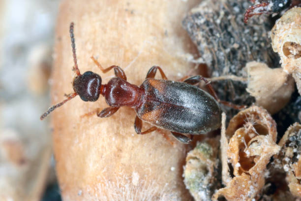 chrząszcz wąskoskokowy (omonadus lub anthicus formicarius) – gatunek chrząszcza z rodziny chrząszczowatych (anthicidae). jest szkodnikiem przechowywanych produktów. - formicarius zdjęcia i obrazy z banku zdjęć