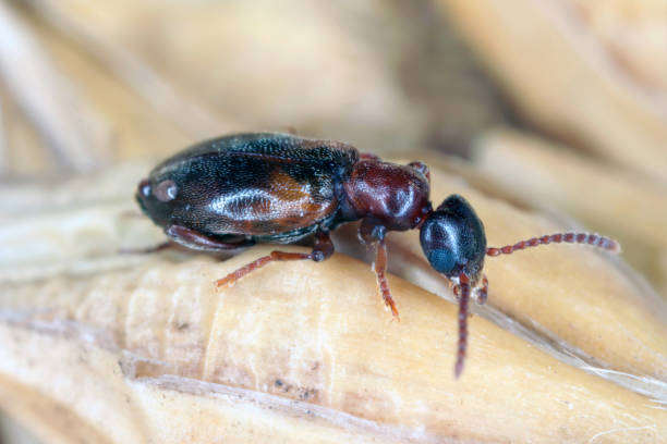 узкополосый жук (omonadus или anthicus formicarius) — вид жуков из семейства anthicidae. является вредителем хранимых продуктов. - formicarius стоковые фото и изображения