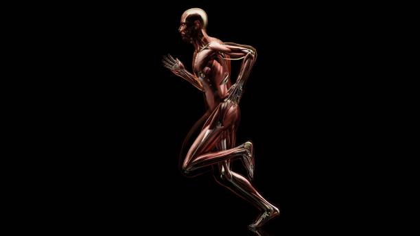 3d illustration of muscular system of running man, muscle and bone Anatomy while run, human physical and sport, joggers, running man, medically accurate, fitness, 3d render stock photo