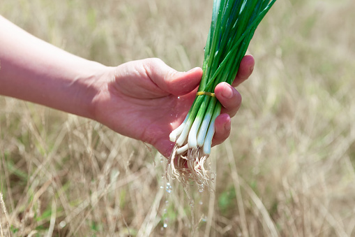 Fresh green onion . Root side onion in the hand