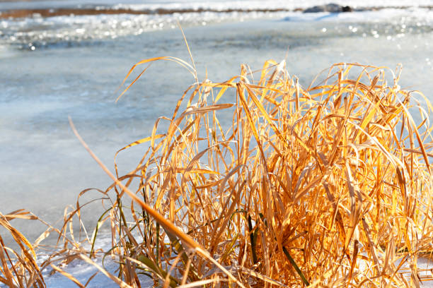 istock first thin ice on river or lake and dry yellow grass on shore, abstract winter natural background nature late autumn or early winter 1356930394