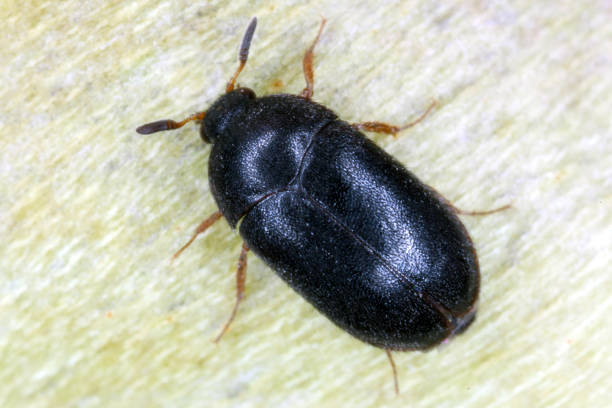 der schwarze teppichkäfer attagenus unicolor dermestidae familie gewöhnlicher hausschädling. - beetle stock-fotos und bilder