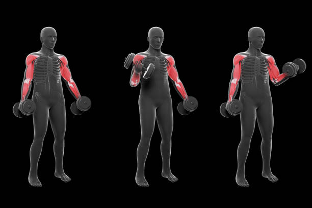 istock 3d Illustration of Standing Alternate Dumbbell Bicep Curl 1356935711