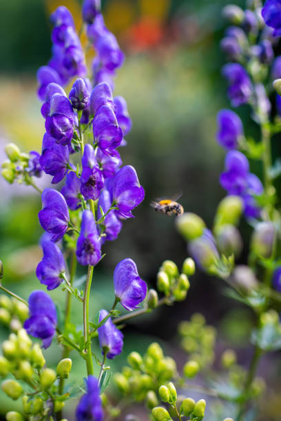 istock Flowers of an Akonite (Aconitum variegatum) 1356935967