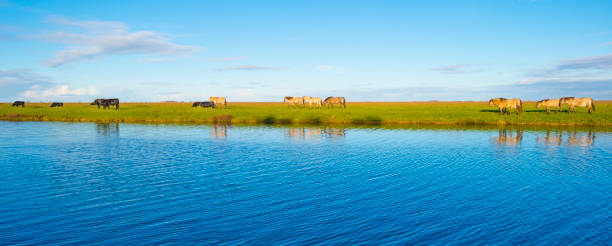 Bulls and horses in a green field along the edge of a lake under a blue sky in bright sunlight sky in autumn Bulls and horses in a green field along the edge of a lake under a blue sky in bright sunlight sky in autumn, Almere, Flevoland, The Netherlands, November 29, 2021 konik stock pictures, royalty-free photos & images