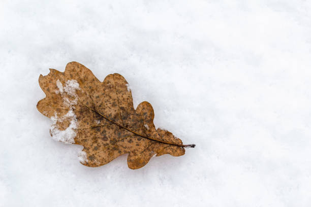Concept: winter background, fading nature, seasonal weather, greeting card, biology, plant growing.