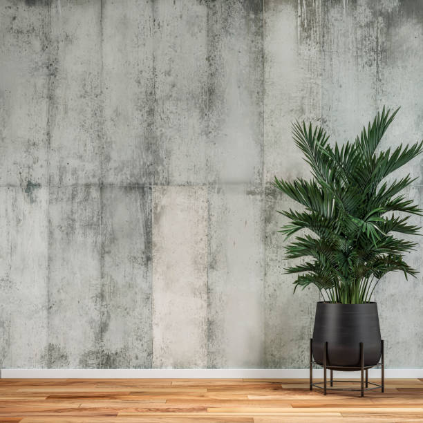 istock Empty unfurnished interior with gray concrete wall background and potted plant (palm tree) 1356938189