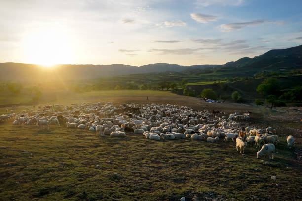 istock A flock of ram and sheep resting on a meadow at dawn 1356938498