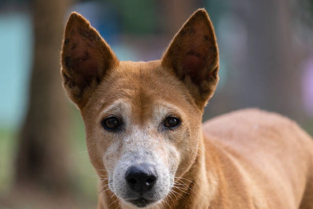istock Street dog looking 1356938531