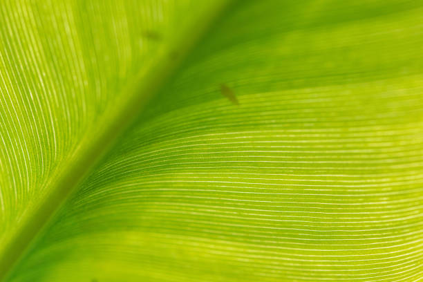 istock Macro veins of a palm leaf 1356938625