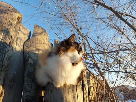 Fluffy cat sitting on fence post under bare tree