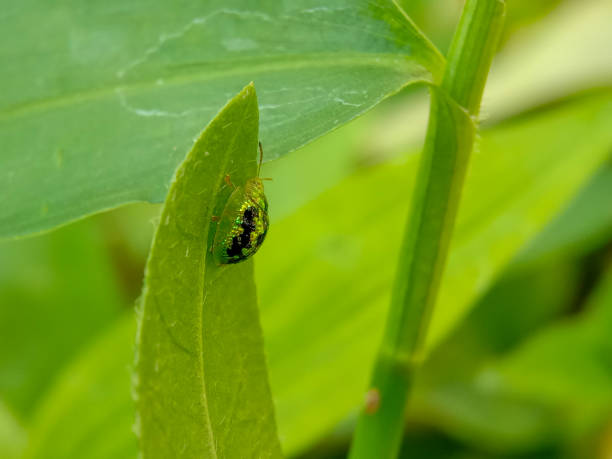 istock green tortoise beetle on green leaf 1356940877