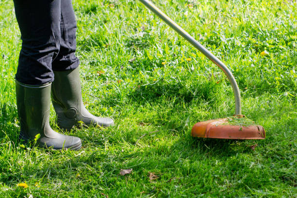 istock The grass is mowed with a trimmer 1356941079
