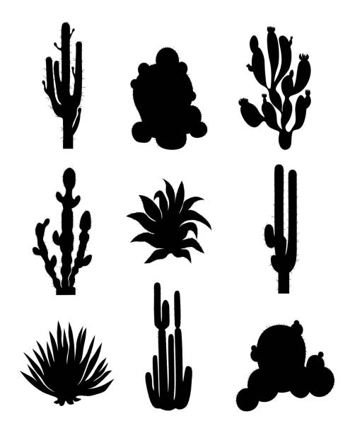 Set of different types cactus on white background. Variety vector cactus in flat style. Set of different types cactus silhouettes on white background. Variety vector cactus in flat style. cactus plant needle pattern stock illustrations