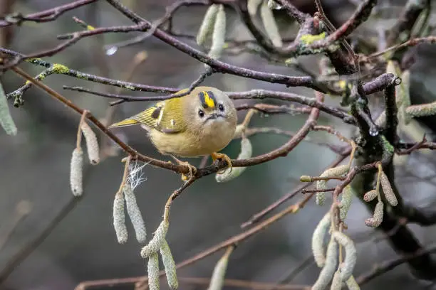 Photo of An adult Goldcrest, perched in a tree.