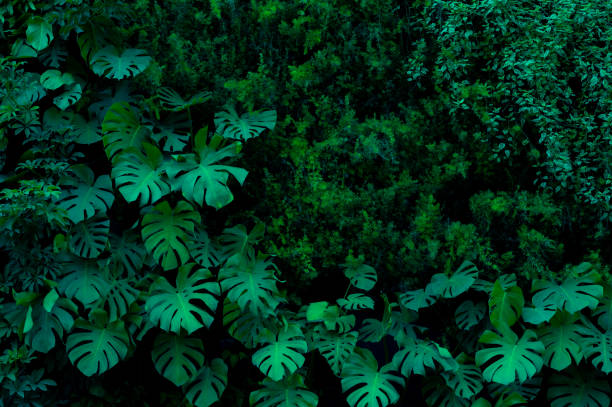 istock abstract green leaf texture, tropical leaf foliage nature dark green background 1356948492