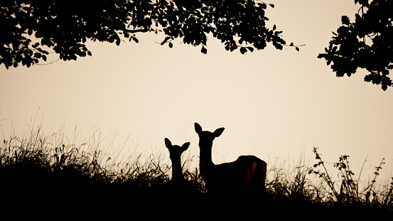 Silhouette of two Fallow deer Dama dama in a park in England, United Kingdom