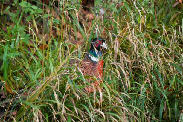 Male Pheasant Phasianus colchicus walking in tall green grass in October in England, United Kingdom
