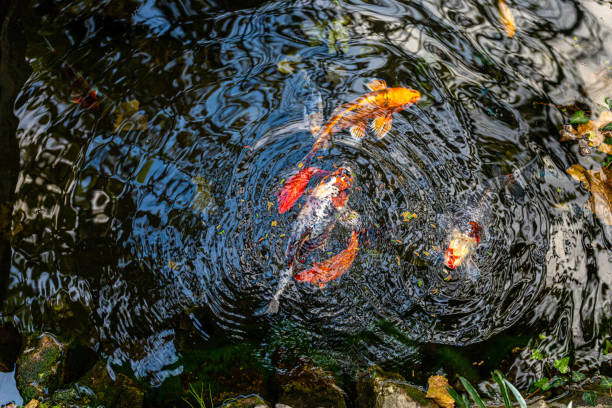 istock Direct view of Koi fish in the pond 1356949723