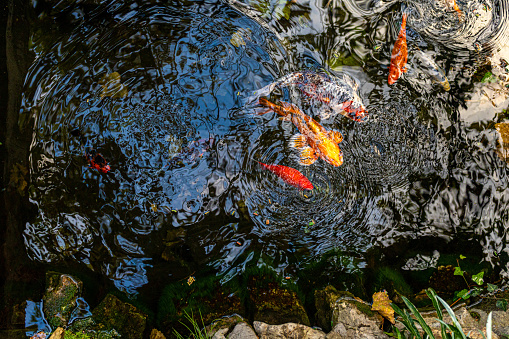 Koi and golden fish in the small pond, swimming at the water or ornamental garden