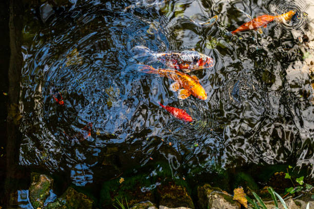 istock Pond with Koi and golden fish 1356949804