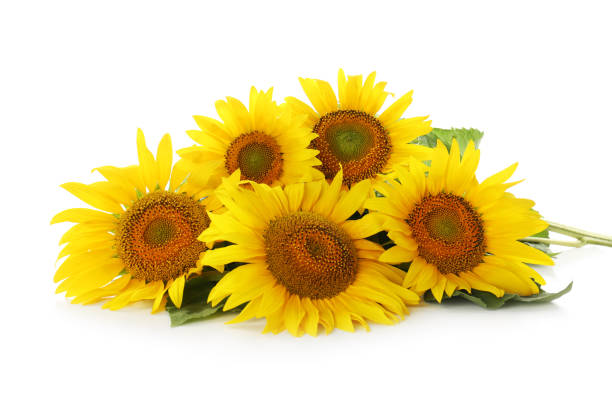 istock Beautiful bright blooming sunflowers on white background 1356949889