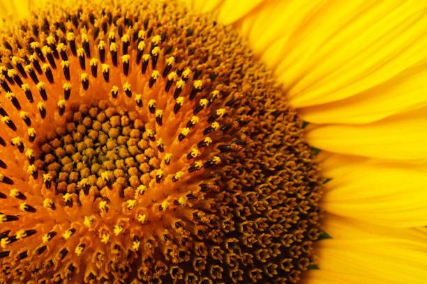 istock Beautiful bright yellow sunflower as background, closeup 1356951120