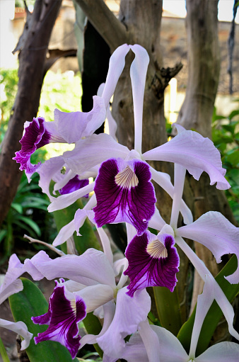 In the backyard garden, the beautiful white flowers with purple orchid Cattleya crispa