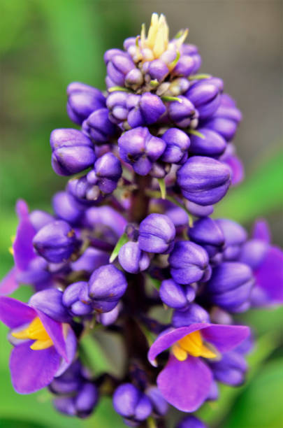 istock Dichorisandra thyrsiflora purple flower buds 1356951277
