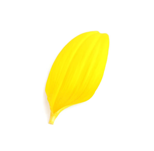 istock Fresh yellow sunflower petal isolated on white 1356951406