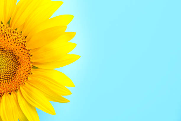 istock Beautiful bright sunflower on light blue background, closeup. Space for text 1356951546