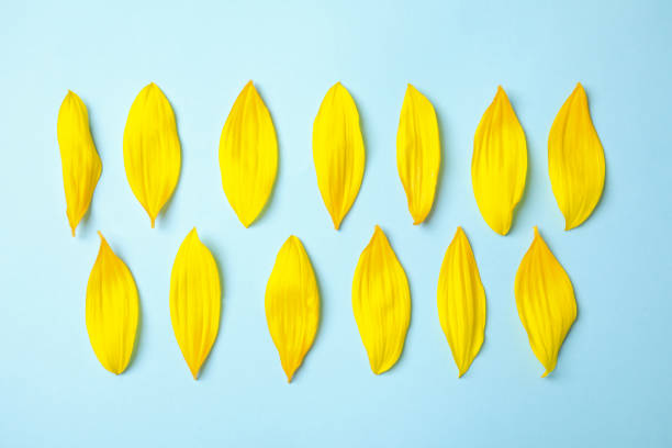 istock Fresh yellow sunflower petals on light blue background, flat lay 1356951669