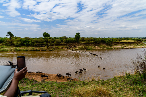 Wildebeests (Connochaetes) crossing Mara river at Serengeti national park. Great migration. Wildlife photo