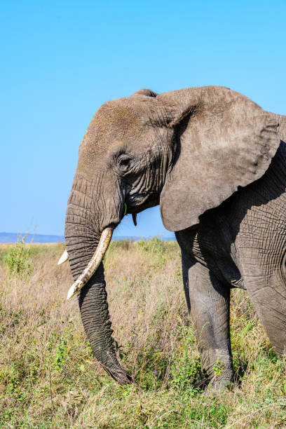 African elephant (Loxodonta) at the Serengeti national park, Tanzania. Wildlife photo African elephant (Loxodonta) at Serengeti national park, Tanzania. Wildlife photo serengeti elephant conservation stock pictures, royalty-free photos & images