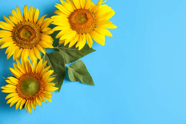 istock Beautiful bright sunflowers on light blue background, flat lay. Space for text 1356953298