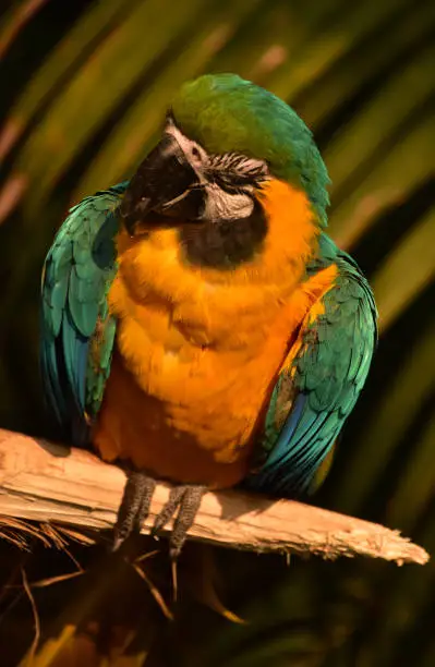 Stunning Bolivian blue and gold macaw on a perch in the tropics.