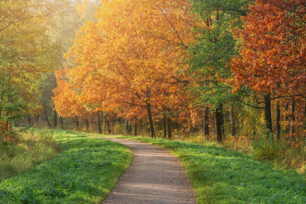 istock Path in the city park at autumn time. 1356953435