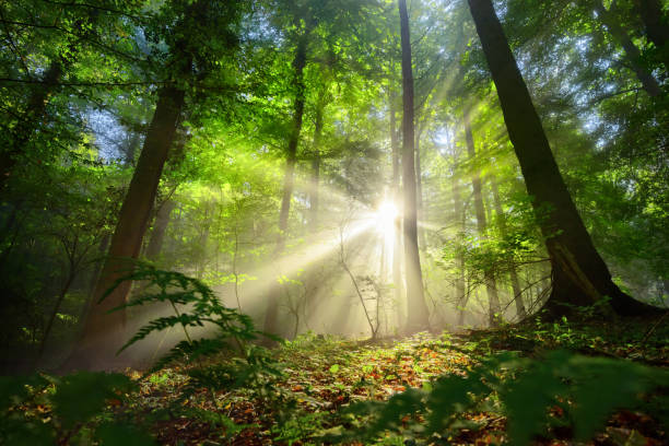 istock Luminous rays of sunlight in a misty green forest 1356956505