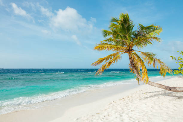 istock Idyllic beach scene in Maldives 1356956509
