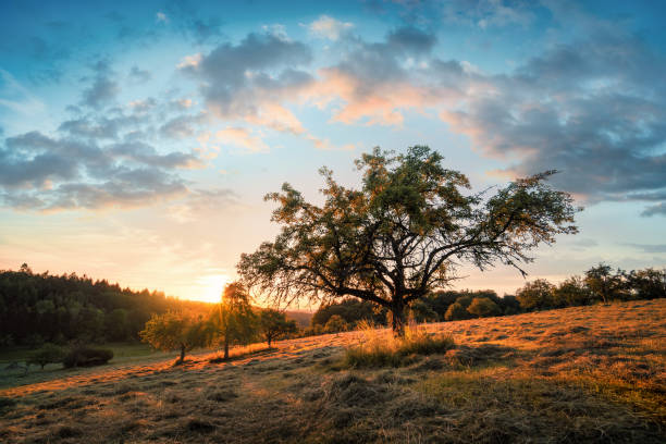 istock Peaceful rural scenery at sunrise 1356956543