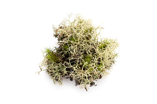 Lichen isolated on white background. Evernia prunastri