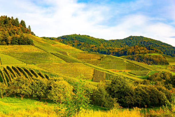 istock Vineyards of white and red grapes 1356958265