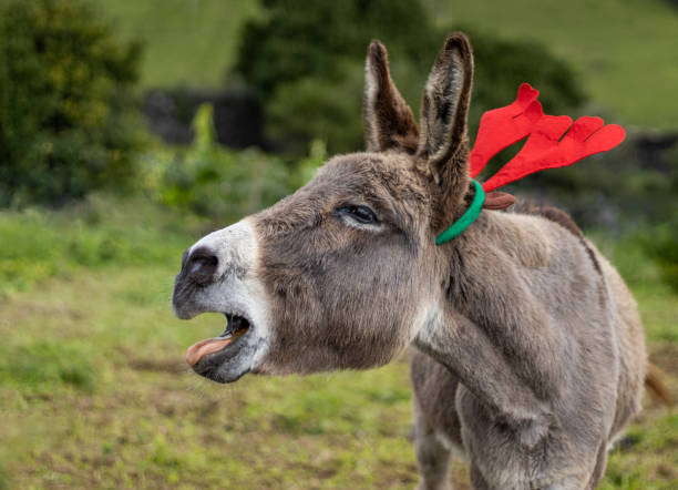 Donkey with Christmas decoration on head, cute and fluffy, calling, animals. stock photo