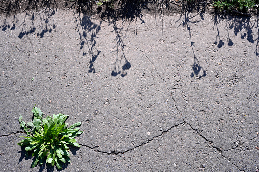 Grass has grown through a crack in the asphalt