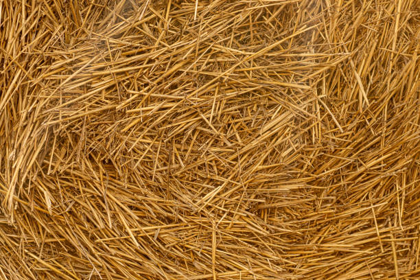 istock Dry straw texture. Hay background. Yellow dried grass. 1356961237
